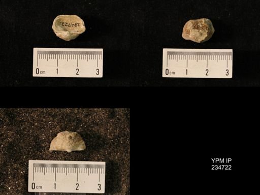 Marginifera splendens