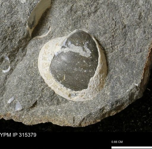 Protocardia sp.
