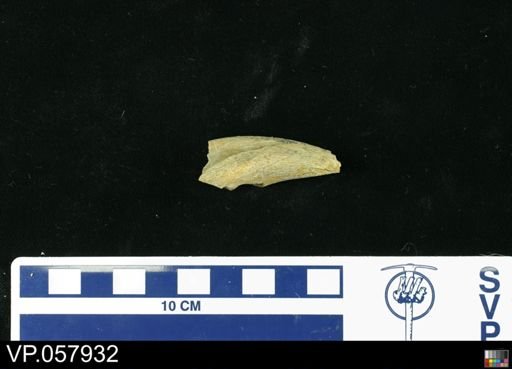 Theropoda
