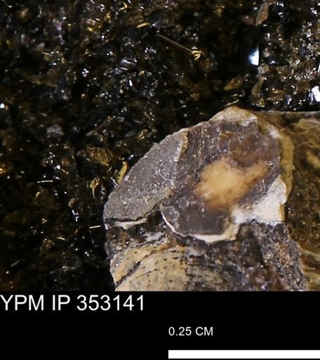 Limopsis striatopunctatus