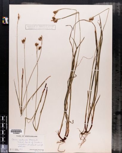 Carex