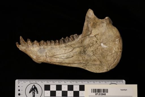 Eporeodon meagherensis
