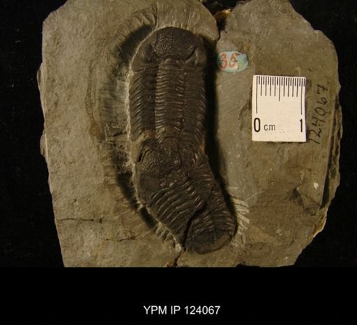 Phacops rana