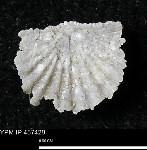 Stropheodonta sp.