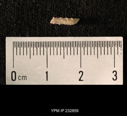 Archaeocidaris sp.