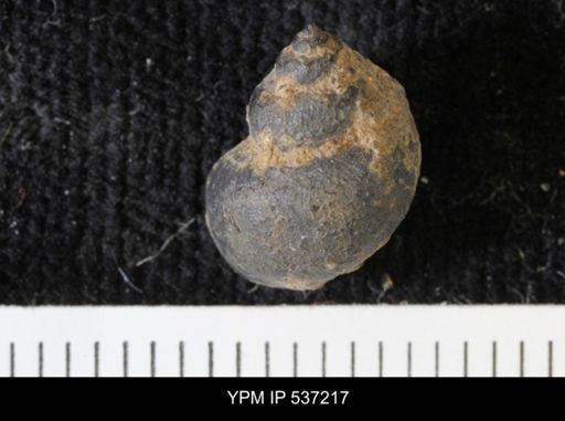 Viviparus montanaensis