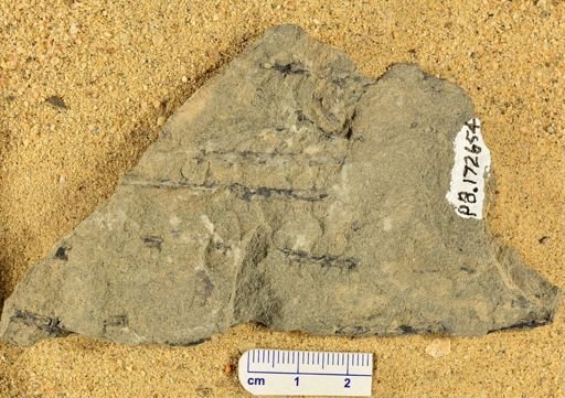 Sawdonia ornata