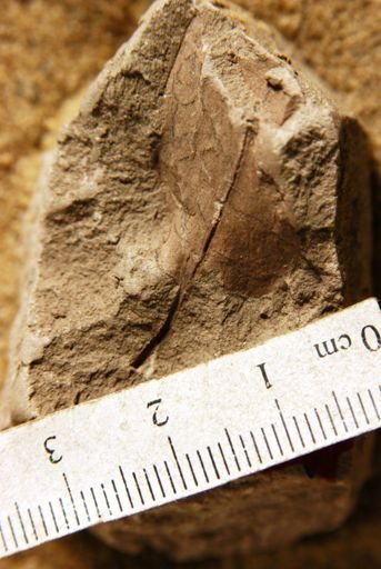 Phyllites