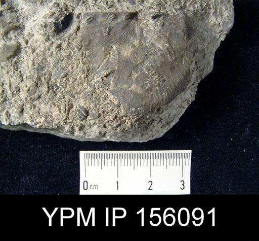 Strophoprion geniculatum