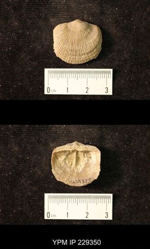 Derbya crassa texana