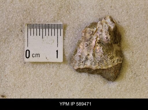 undet. Scaphitidae