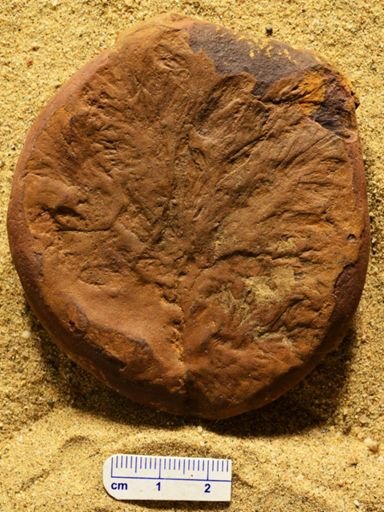 Aphlebia