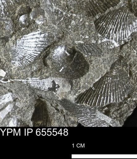 Oxytoma (Hypoxytoma) nebrascana