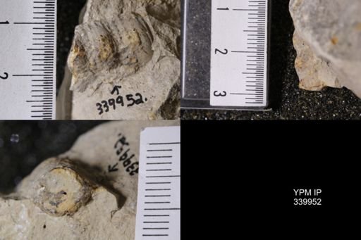 undet. Cerithiidae