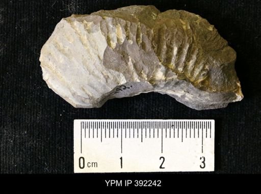undet. Ammonoidea