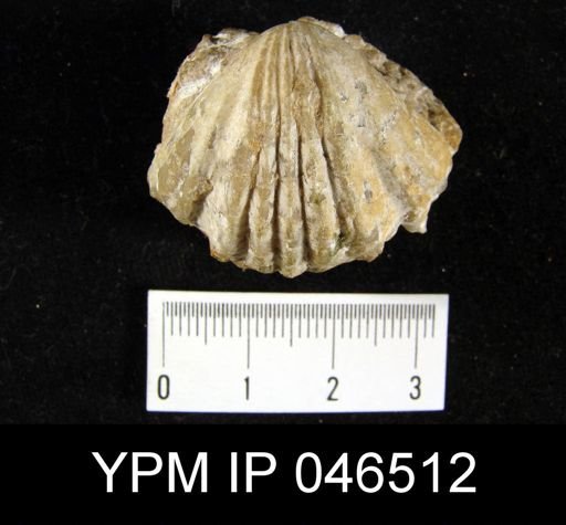 Camarophoria venusta