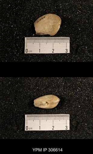 Phestia bellistriata
