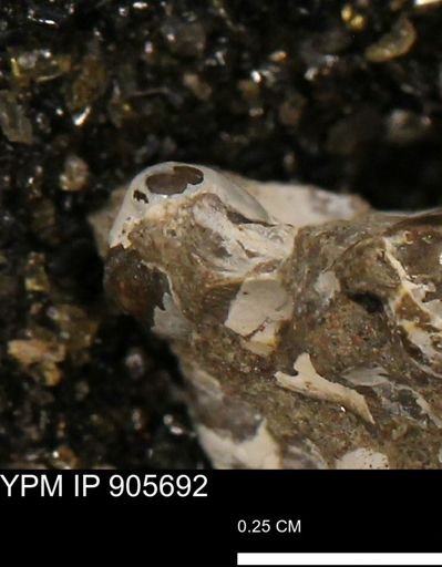 undet. Mollusca