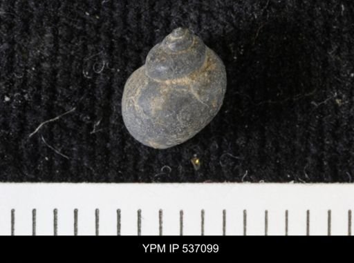 Viviparus montanaensis