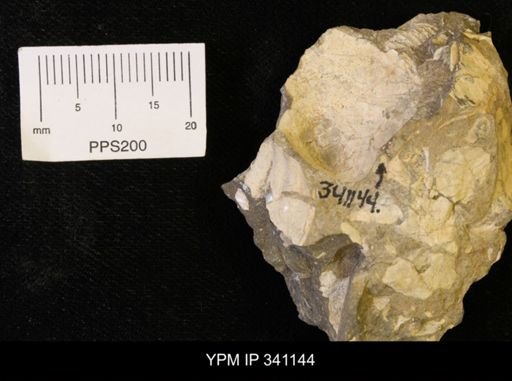Scaphites sp.