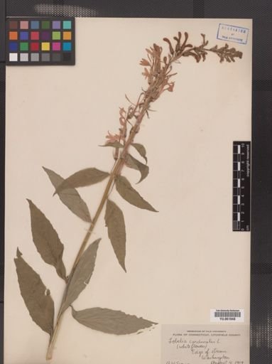 Lobelia cardinalis