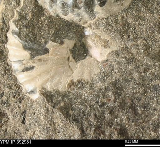 Scaphites sp.