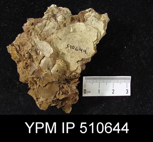 Brachiopod Assemblage Slabs