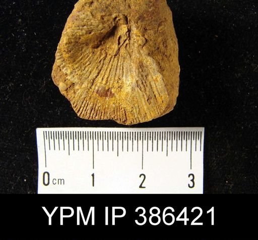 Schuchertella woolworthana?