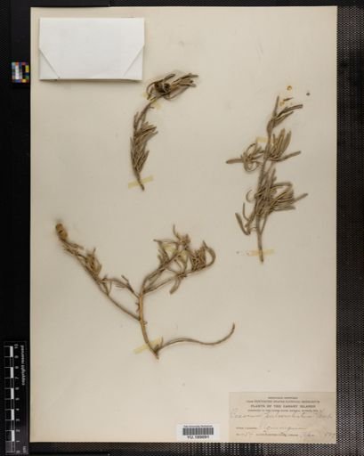 Plantae