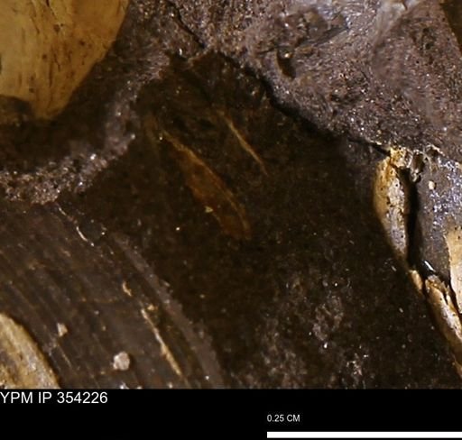 undet. Bivalvia