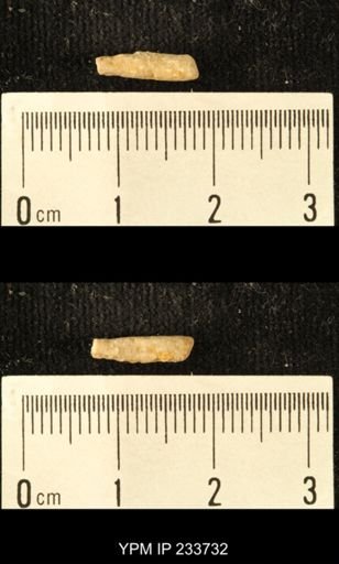 Archaeocidaris sp.