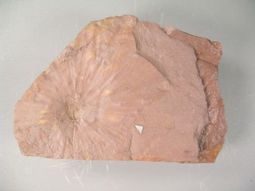 Serenopsis kempii