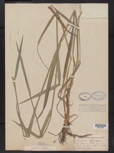 Elymus repens