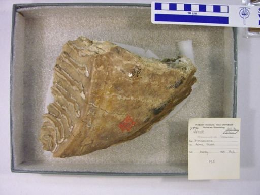 Mammuthus columbi?