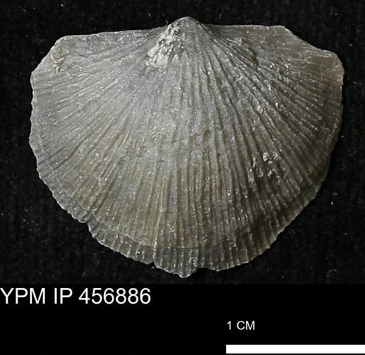 Stropheodonta sp.