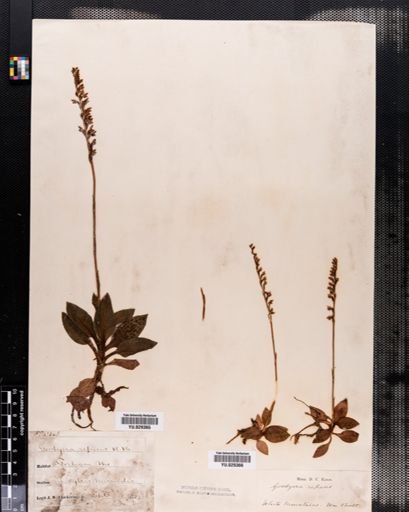 Goodyera repens