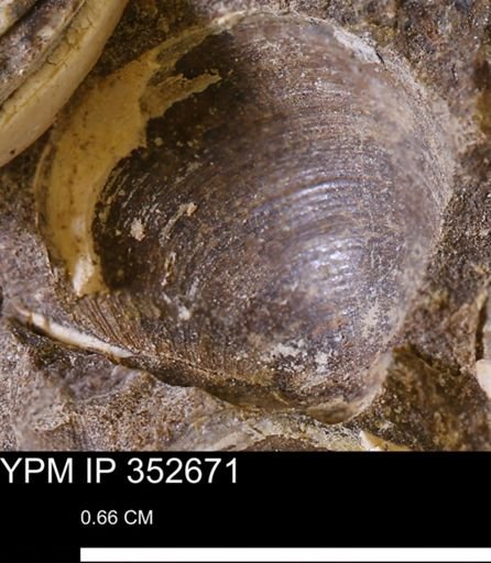 undet. Bivalvia