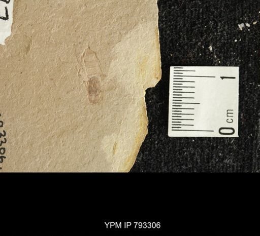 Hymenoptera