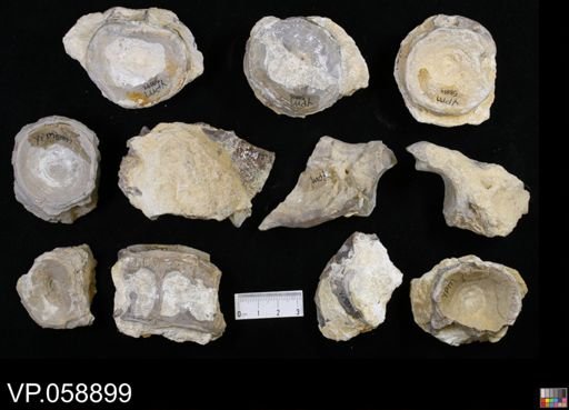 Ichthyodectes sp.