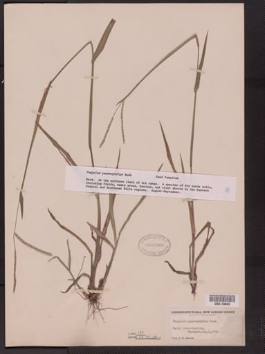 Paspalum psammophilum