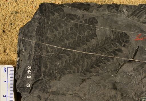 Pecopteris oreopteridia