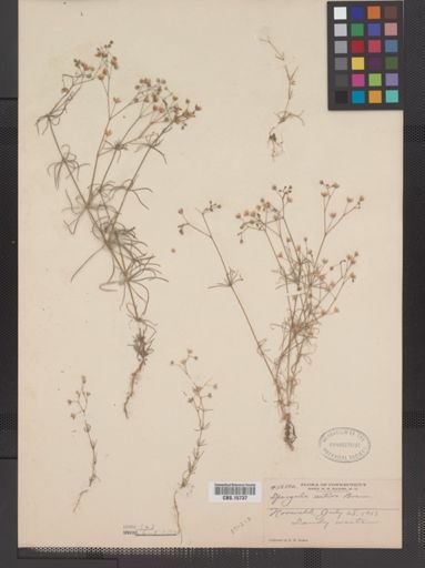 Spergula arvensis sativa