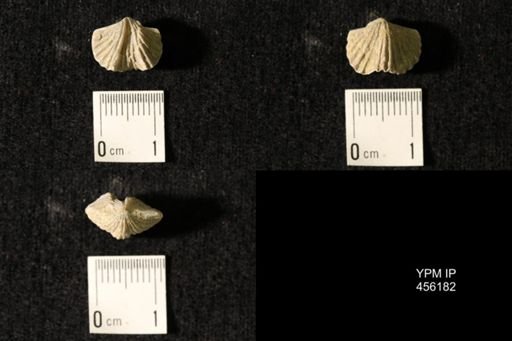 Platystrophia biforata