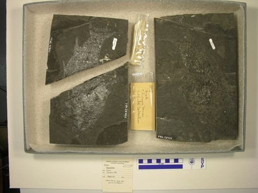 Semionotus sp.