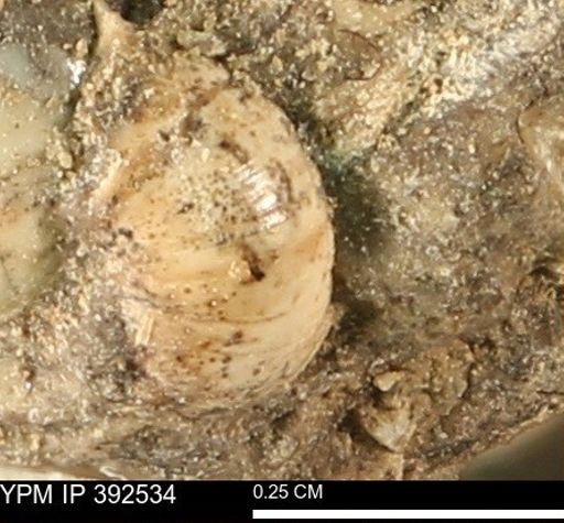 undet. Gastropoda