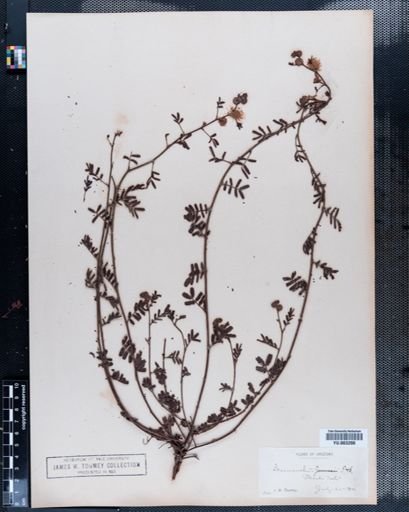 Desmanthus