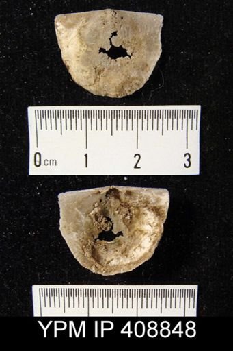 Oepikina sp.