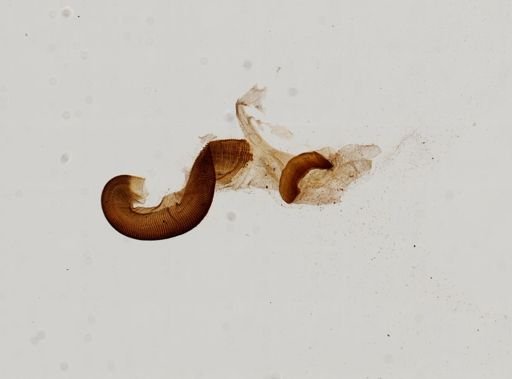 Papillifera papillaris