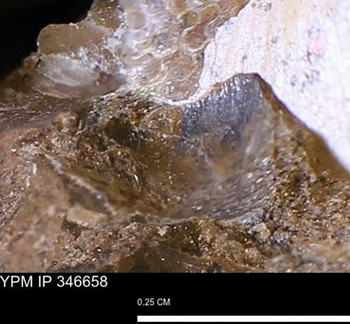 undet. Mollusca