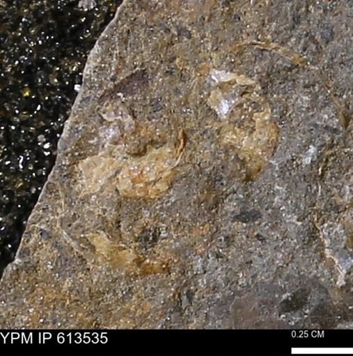 Scaphites sp.